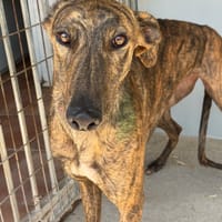 BASTIA, chienne à adopter