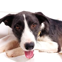 KAIO, chien à adopter