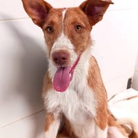 HIROMI, chienne à adopter