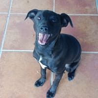 MOSCHINO (Puertollano), chien à adopter