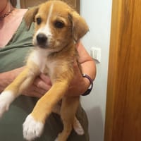 BART (Maria), chien à adopter