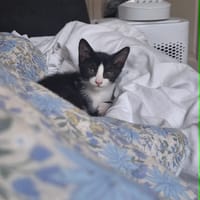 Eliot, chat à adopter