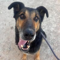 RUNI (Maria), chien à adopter