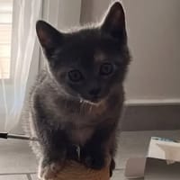 BIBOU, chatte à adopter