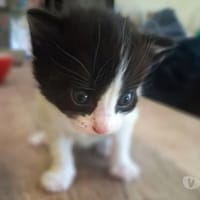 BULLE, chatte à adopter