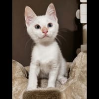 FLOCON, chat à adopter