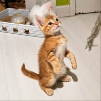 ROUKY, chat à adopter