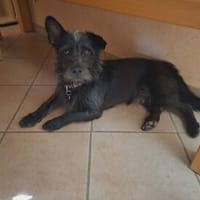 Pino  - mag die Menschen, Hund zur Adoption
