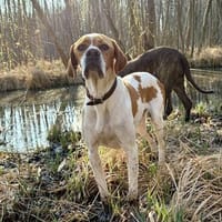 Pointer Chico sucht seine Menschen, Hund zur Adoption