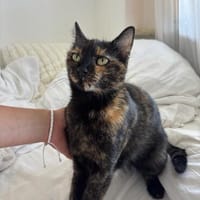 Connie W ~14 Monate wartet auf dich, Katze zur Adoption
