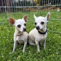 Bella & Blanca - Chihuahua Seniorinnen suchen, Hündin zur Adoption