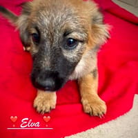Schnuckel Elva, Hündin zur Adoption