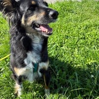 Henri sucht sein Zuhause, Hund zur Adoption