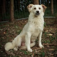 Tuvali sucht bevorzugt Einzelplatz, Hündin zur Adoption