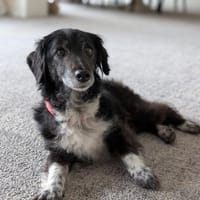 Cookie sucht ihr Für-immer-Zuhause ❤, Hündin zur Adoption