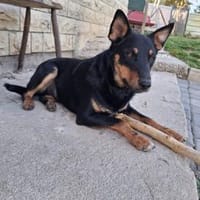 FIBI  Junger Familienhund sucht sein Glück, Hund zur Adoption