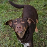 FREYA  Junge Hundemama sucht ihr eigenes Glück, Hündin zur Adoption