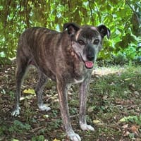 Maya sucht ihr Zuhause, Hündin zur Adoption