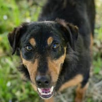 SKIBBY  Liebenswerter Senior sucht sein Glück, Hund zur Adoption