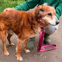 Opa Harri sucht dringend einen Gnadenplatz, Hund zur Adoption