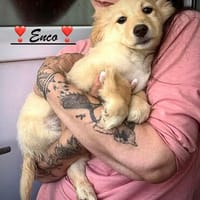 Herzblättchen Enco, Hund zur Adoption