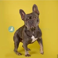 Headie sucht ein neues Zuhause, Hund zur Adoption