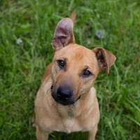 MARO  Cleverer Wirbelwind sucht aktive Menschen, Hund zur Adoption