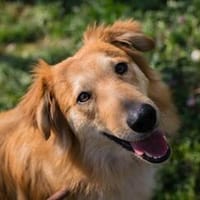 Collie-Mix Rösti sucht ein Zuhause (auf Pflegestelle), Hund zur Adoption