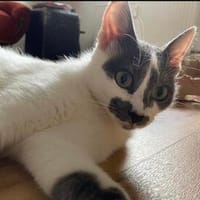 Chaplin wartet auf Dich, Katze zur Adoption
