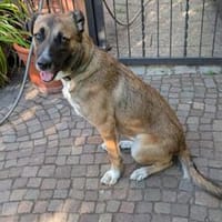 Liebste ♥ Lisa ♥ wartet bereits in 90530 Wendelstein, Hündin zur Adoption