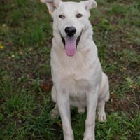 Wunderschöner  Paulo sucht ein Zuhause, Hund zur Adoption