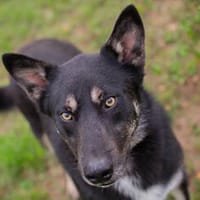 YONDU  Freundlicher Herzenshund sucht sein Zuhause, Hund zur Adoption