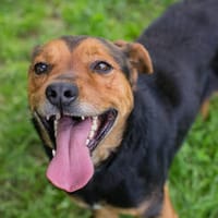 MIKI  Fröhlicher und freundlicher Hundejunge sucht sein Zuh, Hund zur Adoption