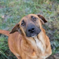 HAZEL  Liebe Hundemama sucht ihr eigenes Glück, Hündin zur Adoption