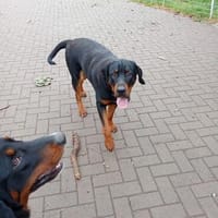 Strolchi sucht ein Zuhause, Hund zur Adoption