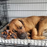 Odin muss unverschuldet sein Zuhause verlassen, Hund zur Adoption
