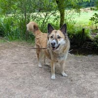 Henry sucht ein neues Zuhause, Hund zur Adoption