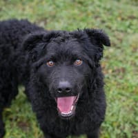 NOX  Treuer und ruhiger Junghund sucht seine Familie, Hund zur Adoption