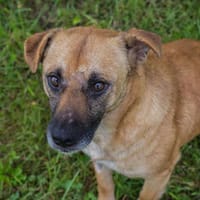 GRETA  Clevere und liebe Hundedame sucht ihre Menschen, Hündin zur Adoption