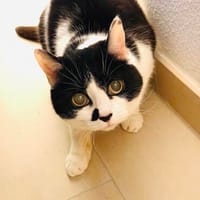 Lina aus dem Rheingau hat alles verloren, Katze zur Adoption