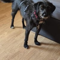 Tiana sucht dringend eine PS oder Endstelle, Hündin zur Adoption