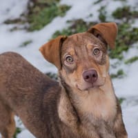 MERLE  Fröhliche Junghündin sucht ihre Menschen, Hündin zur Adoption