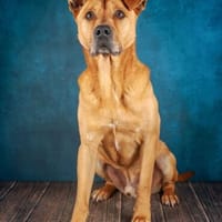 Ozzy - Konsequenz gefragt, Hund zur Adoption