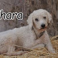 Erfährt Yhara endlich wie sich ein Zuhause anfühlt???, Hündin zur Adoption