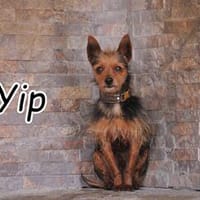 Schenken Sie Yip ein Körbchen???, Hund zur Adoption