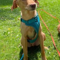 Dany 💗 wartet bereits in 23617 Stockelsdorf, Hund zur Adoption