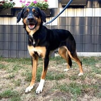 Hübsche Domenica, Hündin zur Adoption