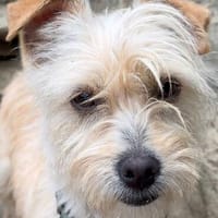 Treacle -verschmust und etwas schüchtern, Hündin zur Adoption