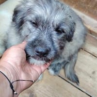 Einstein, Theo + Lotti, Hund zur Adoption