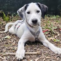 Almy wartet im Tierheim Sulzbach, Hündin zur Adoption